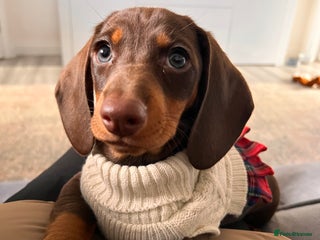 Dachshund dogs Adorable 12-Week-Old Brown & Tan Dachshund - Advert 8