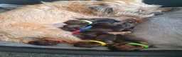 Border Terrier dogs for sale: Beautiful Kc registered Border Terrier Puppies  in Barnsley - Advert 1