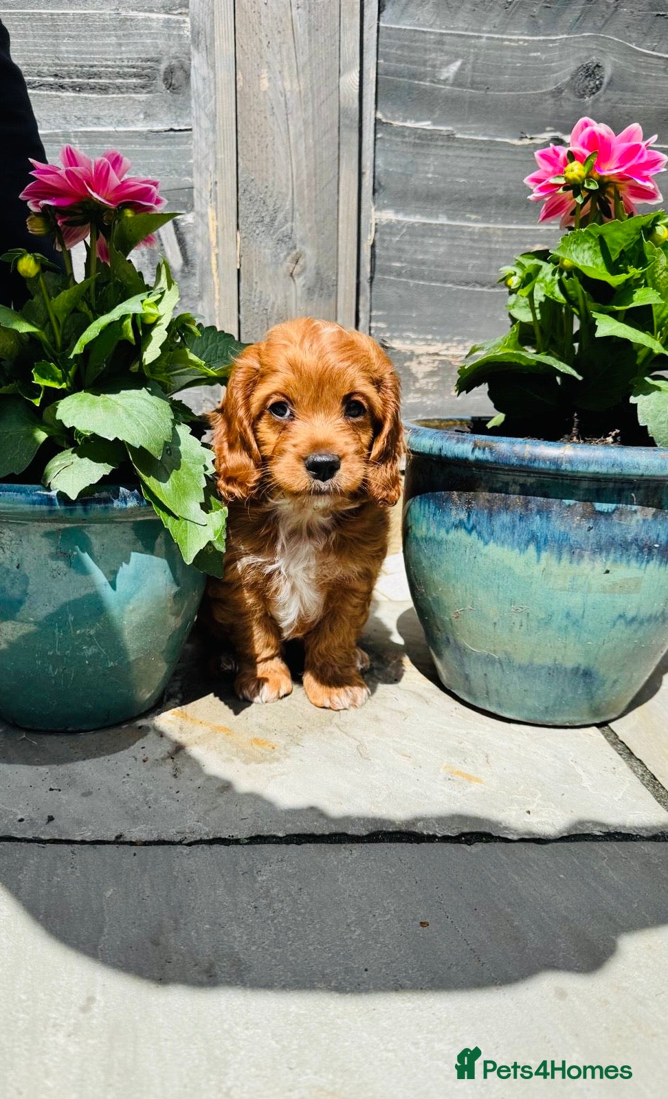 Cockapoo dogs ONE cockerpoo puppie ready to leave now🐶 - Advert 9