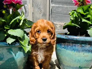 Cockapoo dogs ONE cockerpoo puppie ready to leave now🐶 - Advert 9
