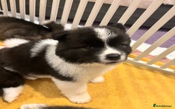 Akita dogs for sale: japanese cross american akitas  - Image 4