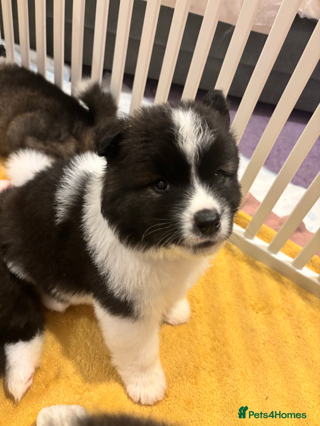 Akita dogs for sale: japanese cross american akitas  - Image 4