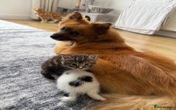 Mixed Breed cats for sale: Tabby and white kittens  - Image 4