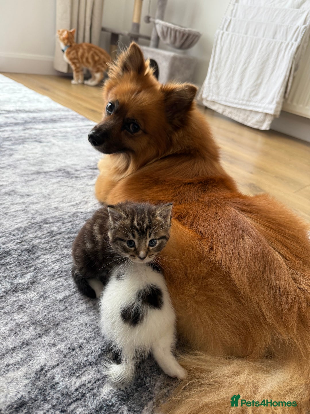 Mixed Breed cats for sale: Tabby and white kittens  - Image 4