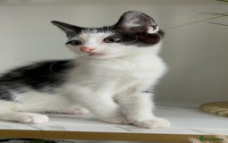 British Shorthair cats for sale: 3: beautiful kitten looking for new home in Slough - Image 10
