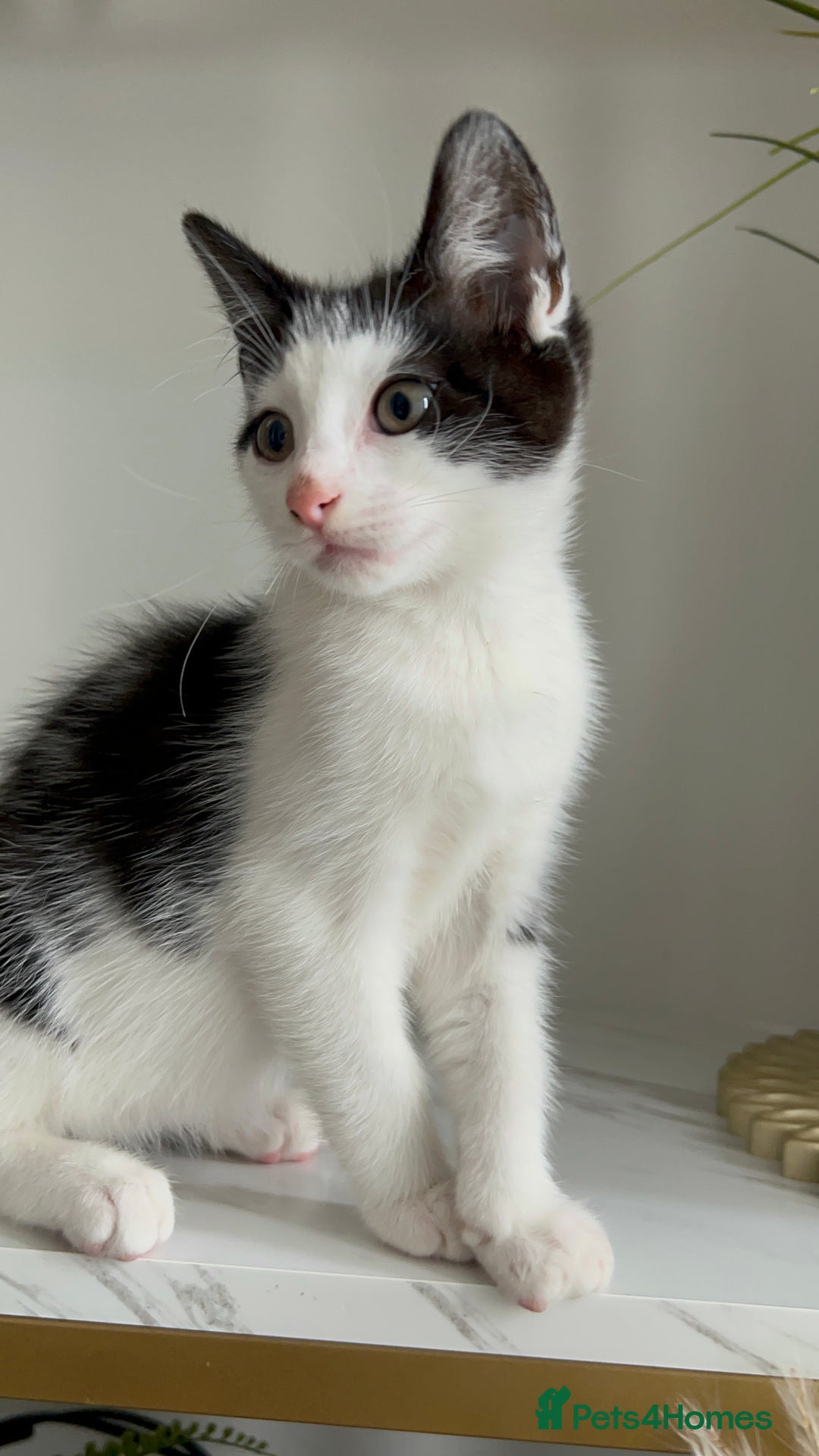 British Shorthair cats for sale: 3: beautiful kitten looking for new home in Slough - Image 10