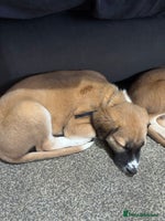 Mixed Breed dogs - Advert 9