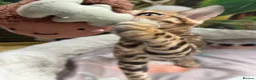 Bengal cats for sale: 🩷 Stunning TICA ✨ Health tested Bengal kitten  - Advert 16