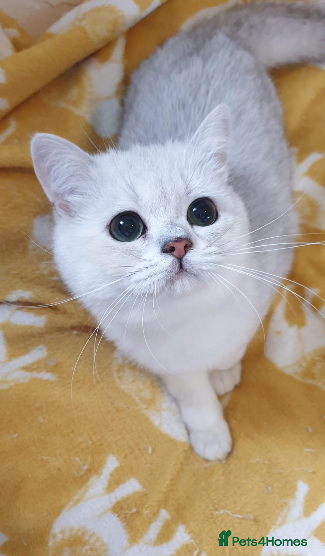 British Shorthair cats for sale: Lapcat GCCF Silver British Shorthair Kitten. in Lancaster - Image 6