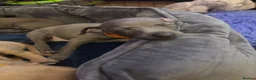 Italian Greyhound dogs for sale: 🐾 KC Registered Italian Greyhound Puppies 🐾 - Advert 10
