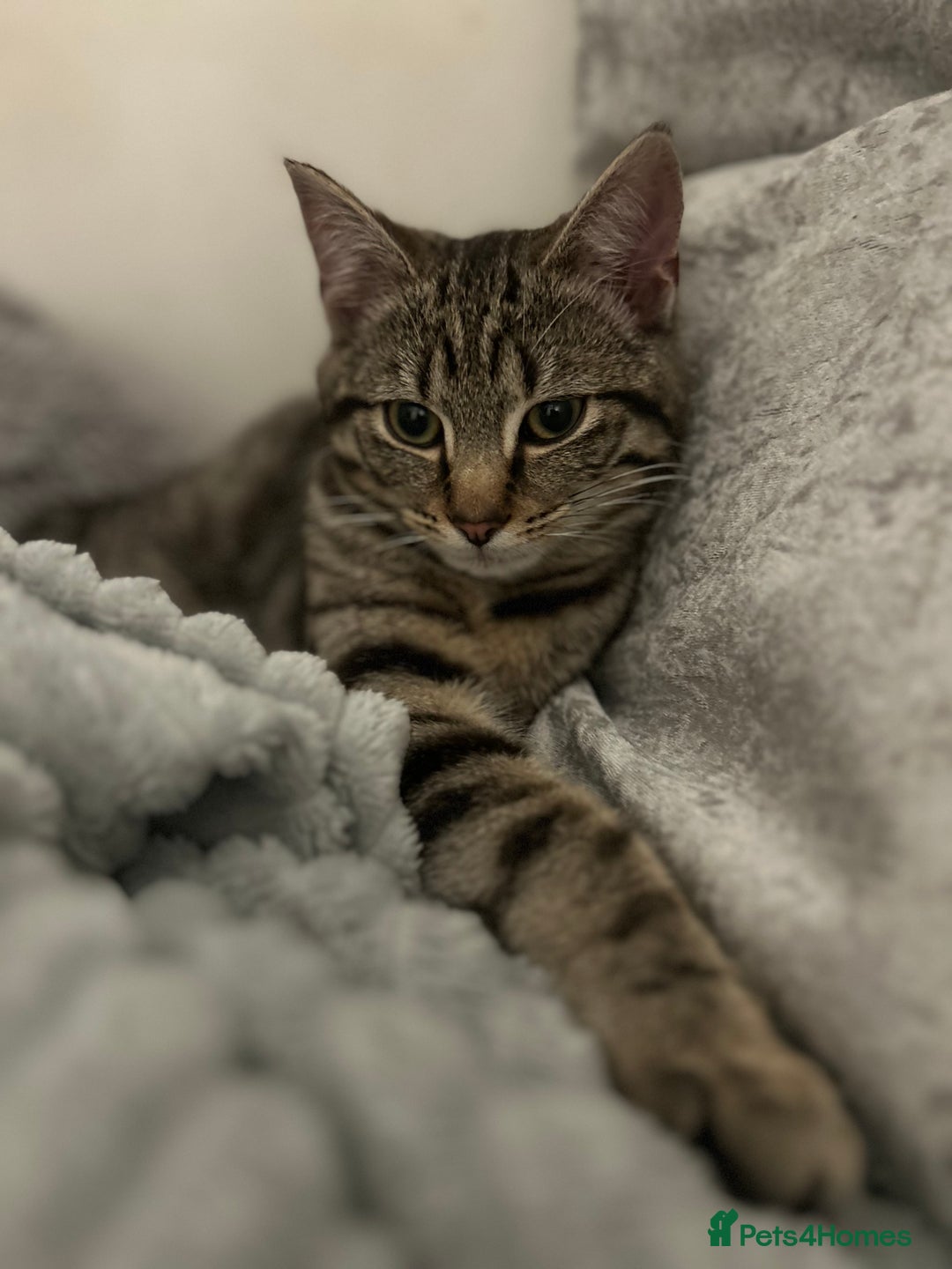 British Shorthair cats for sale: 2 year old male  - Advert 1