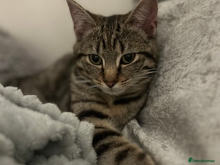 British Shorthair cats 2 year old male - Advert 3