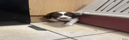 English Springer Spaniel dogs for sale: KC English Springer spaniel puppies  - Advert 23