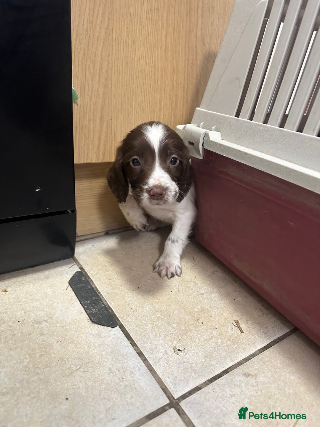 English Springer Spaniel dogs for sale: KC English Springer spaniel puppies  - Advert 23