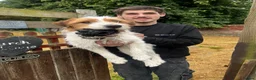 Jack Russell dogs for sale: Friendly Jack Russel looking for a loving home  - Advert 1