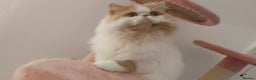 Persian cats for stud: My king Toulouse  - Advert 8
