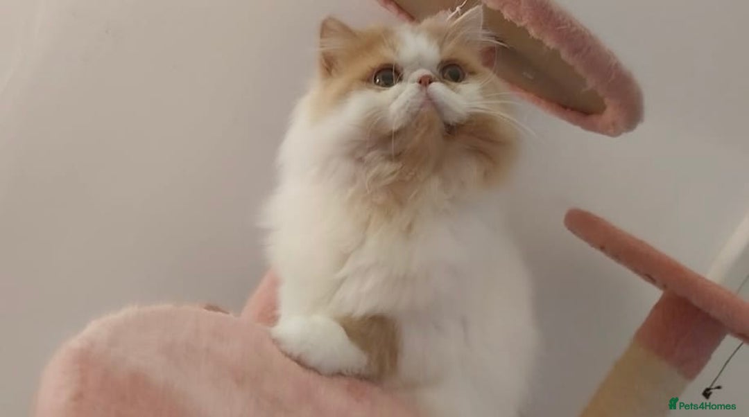Persian cats for stud: My king Toulouse  - Image 7
