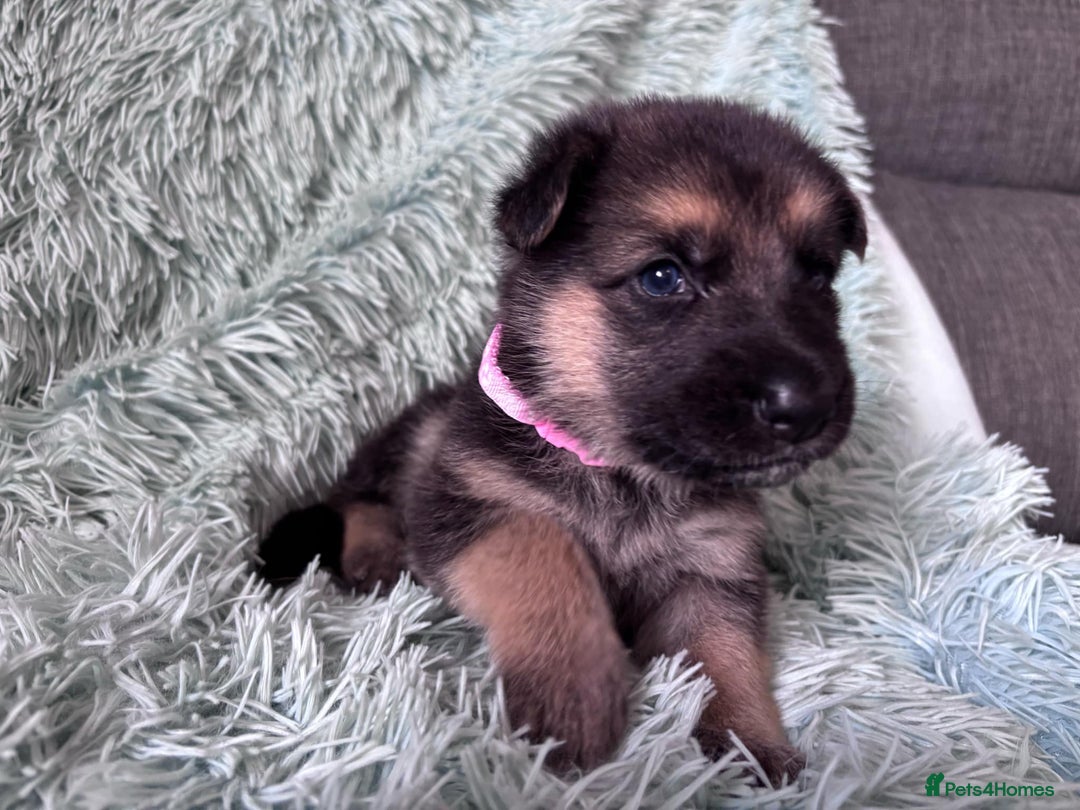 German Shepherd dogs for sale: German Shepard KC Reg Puppies in Scunthorpe - Image 12
