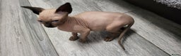 Sphynx cats for sale: Sphinx happy girls any info pleas message  - Advert 12