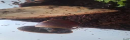 Snails invertebrates for sale: 8 african land snails about 3 inches - Advert 6