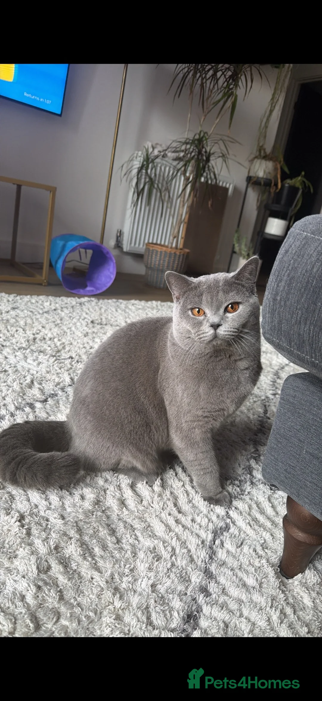 British Shorthair cats for stud: Blue British short hair available in Birmingham  in Birmingham - Advert 3