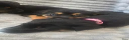 Mixed Breed dogs for sale: German shepherd x rottweiler puppies  in Brierley Hill - Advert 14