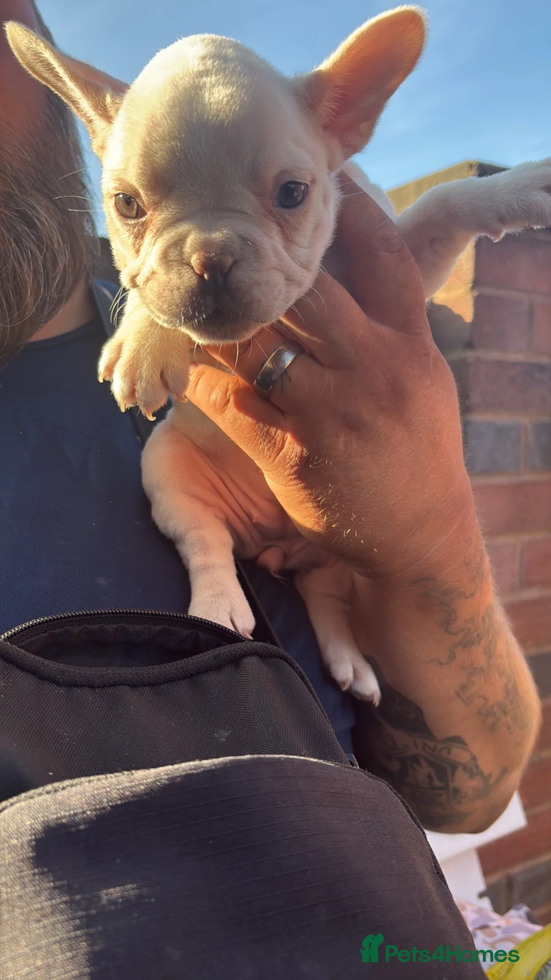 French Bulldog dogs for sale: 2 French bulldogs pups out of litter of 8  - Advert 2