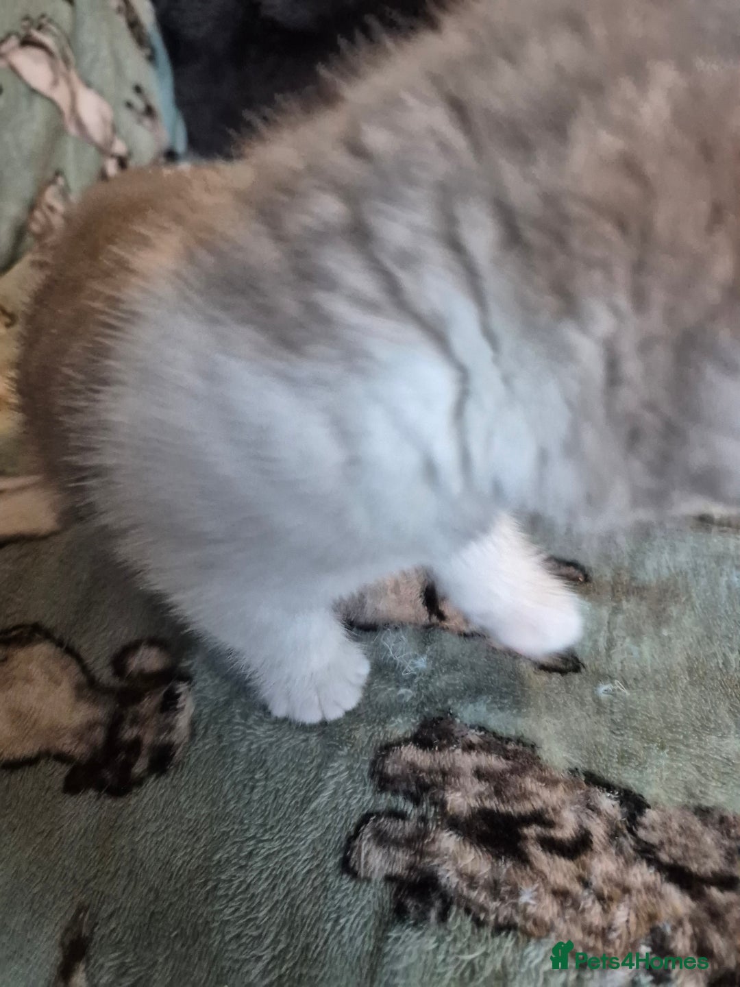 Selkirk Rex cats for sale: Pedigree selkirk rex girls non curly - Advert 38