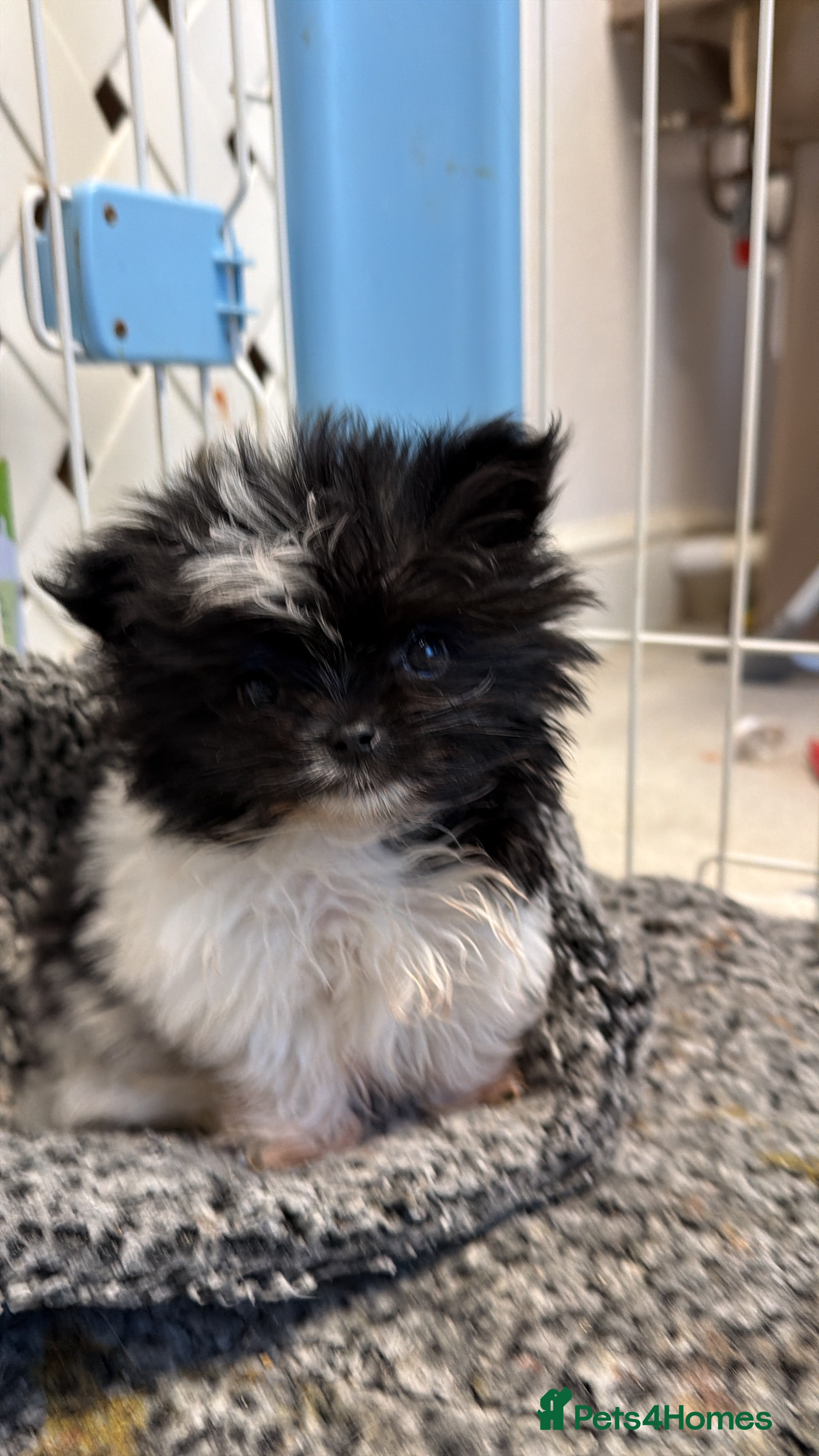 Mixed Breed dogs Pomeranian mix  - Advert 1