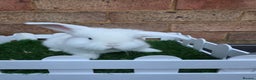 French Lop rabbits for sale: Pure bred French lops - Advert 17
