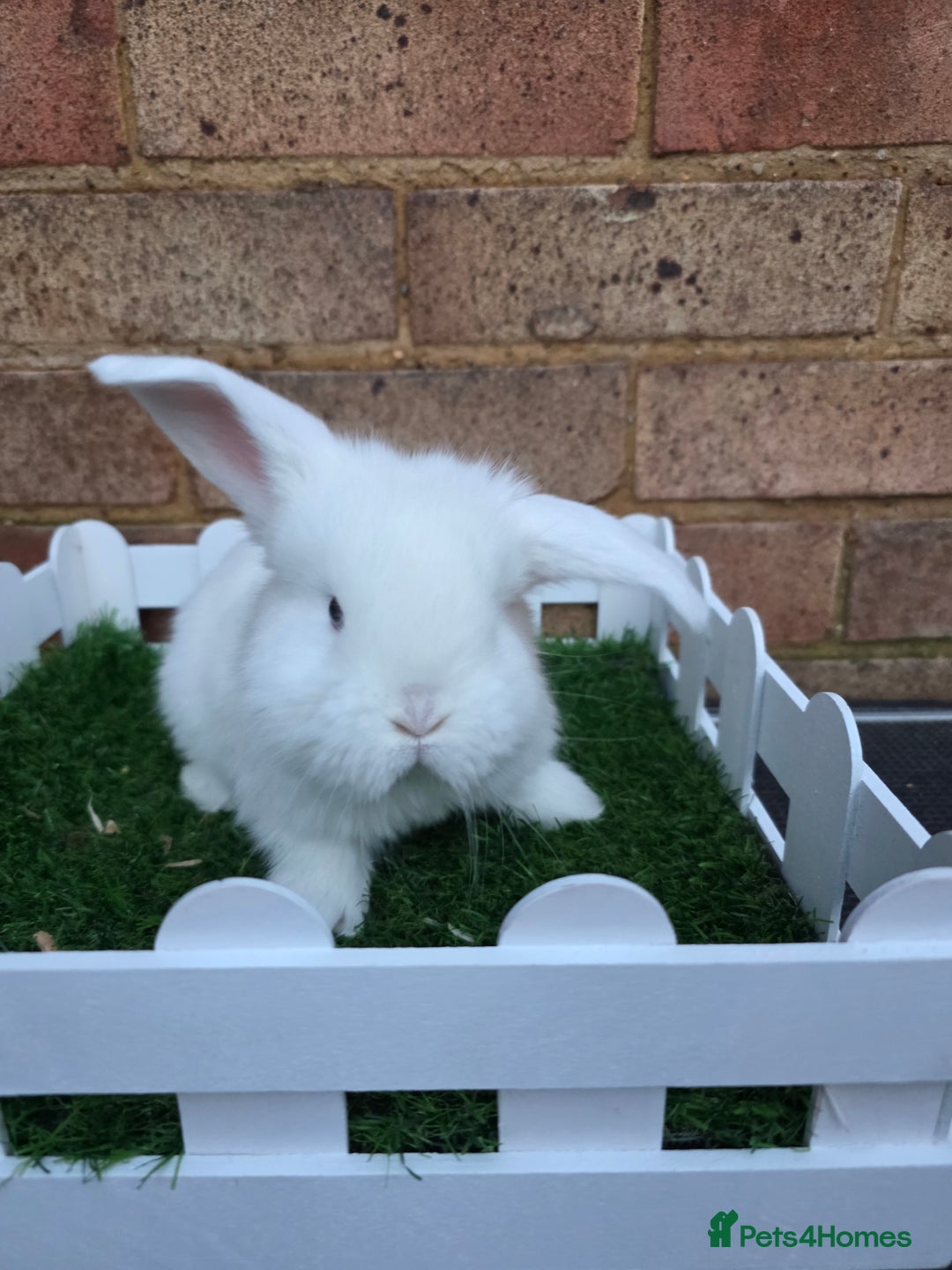 French Lop rabbits for sale: Pure bred French lops - Advert 17