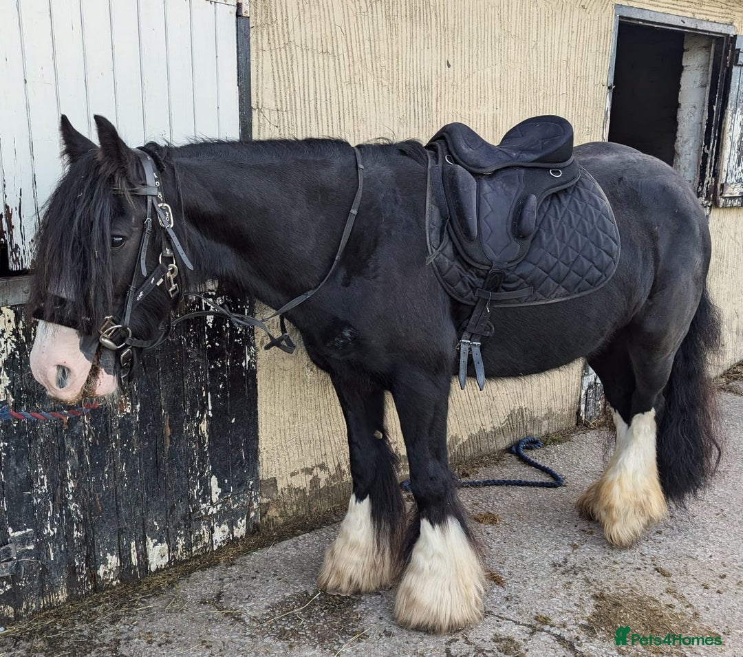 Irish Cob horses for sale: 14,1 Traditional cob mare - Advert 1