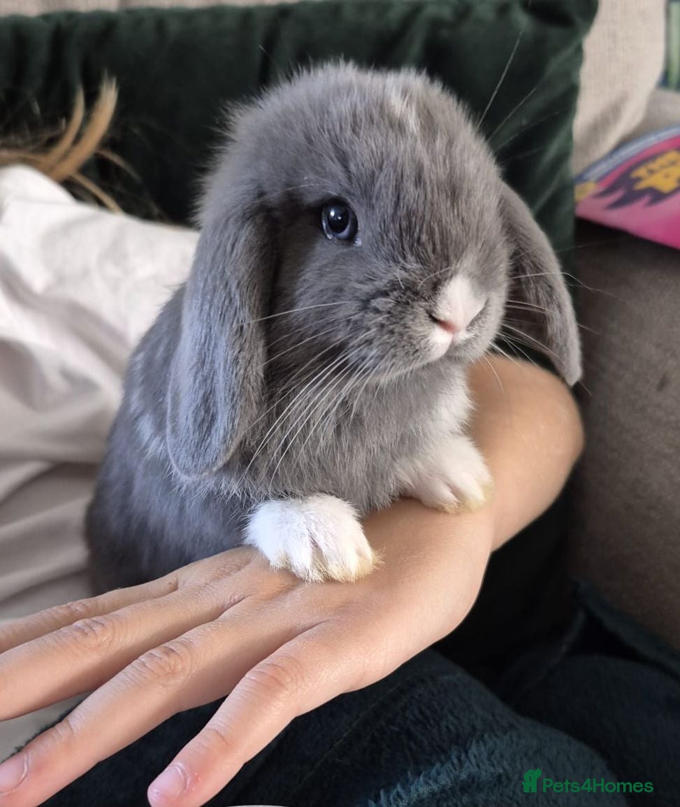 Mini Lop rabbits 3 x Mini Lop Baby Bunnies - Advert 12