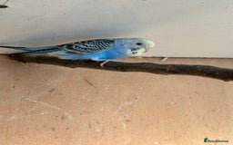 Budgerigars birds for sale: Young Female baby budgies - Image 4