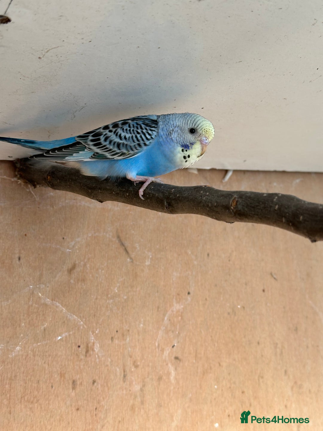 Budgerigars birds for sale: Young Female baby budgies - Image 4