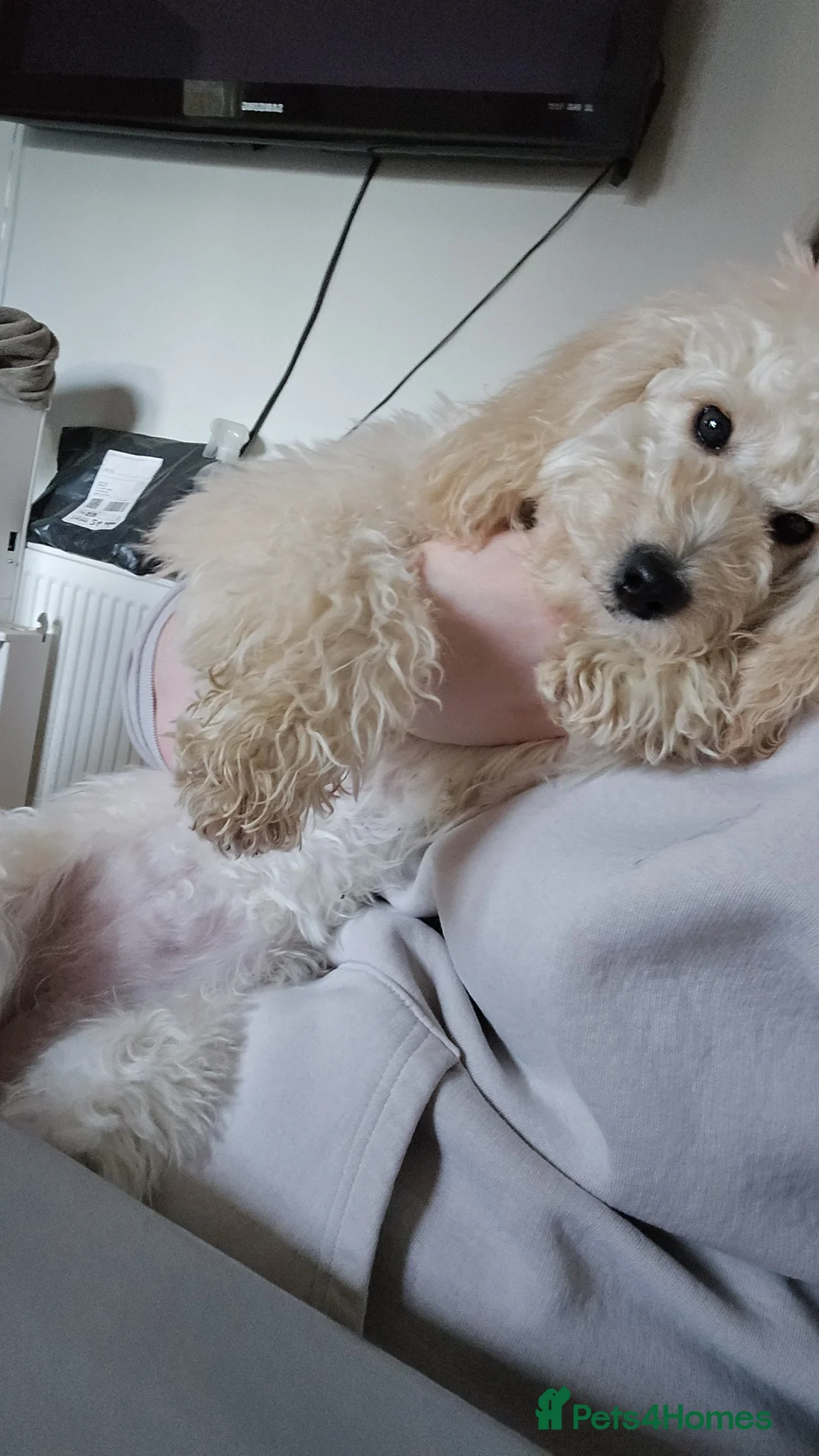 Cockapoo dogs for sale: Cockapoo rehome in Stamford - Advert 2