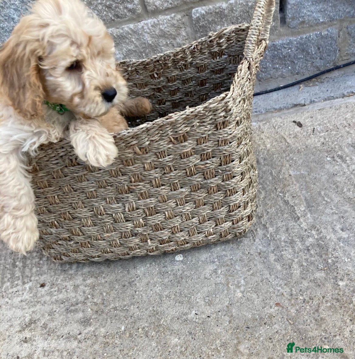 Cockapoo dogs Miniature cockapoo s - Advert 2