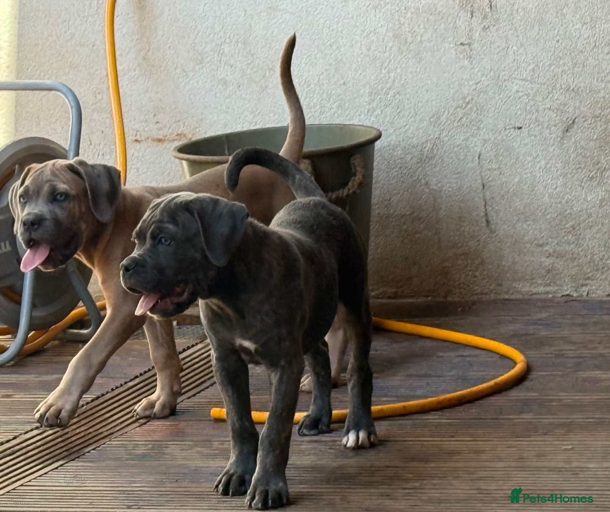 Cane Corso dogs Last 3 left looking for their forever 🏡!🥰 - Advert 1