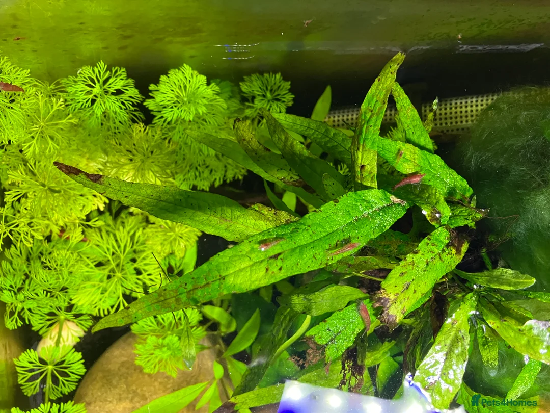 Shrimps fish for sale: Cherry shrimp - Juvenile and babies  - Advert 7