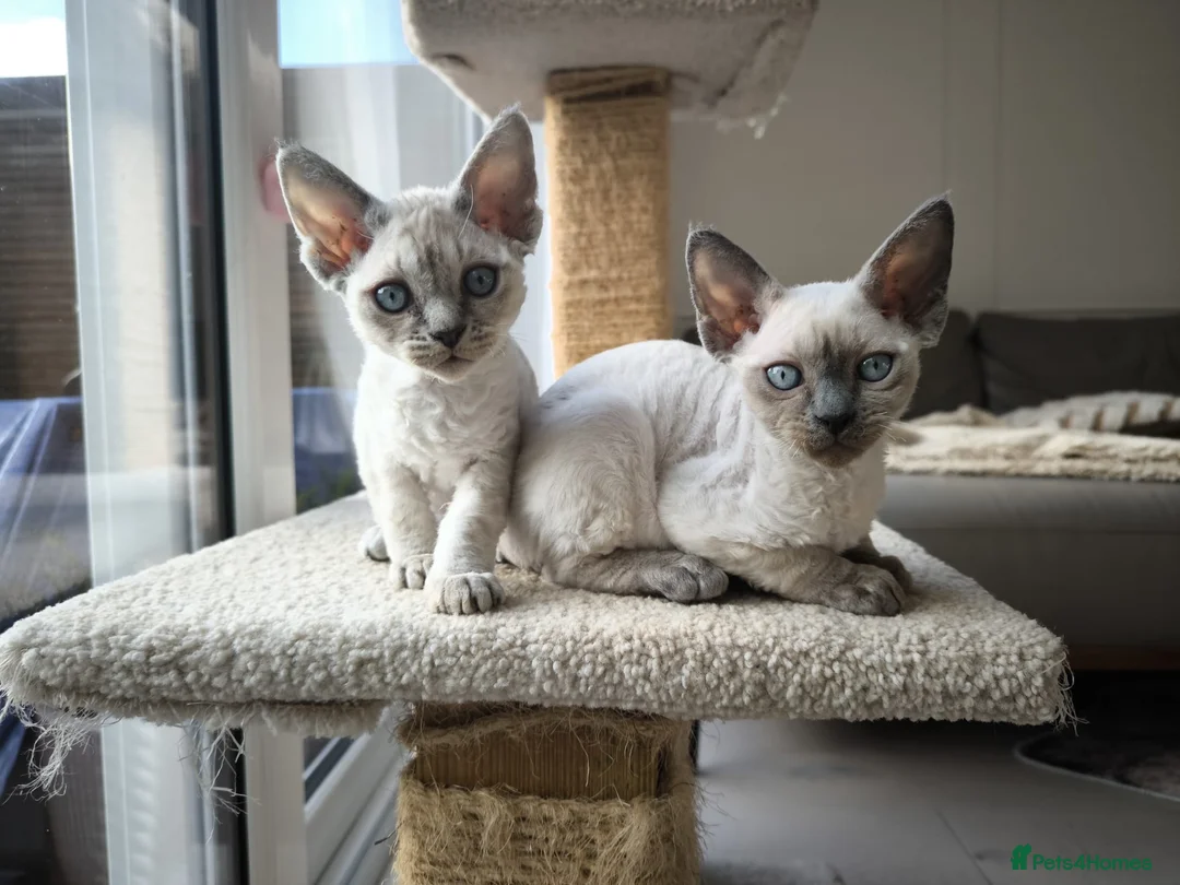 Devon Rex cats for sale: Devon Rex💕Blue Point Lynx Girl🩷 - Advert 36