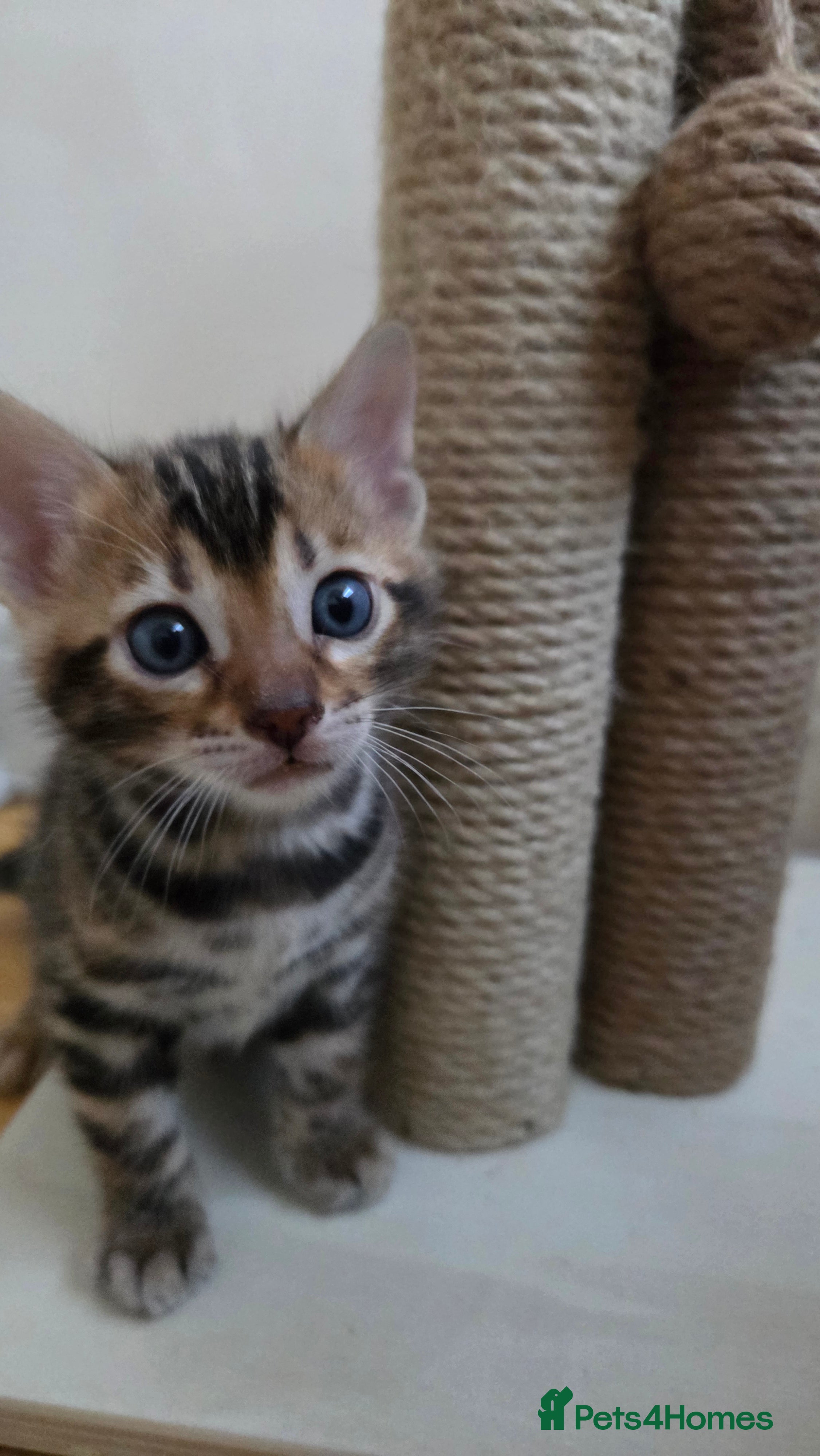 Bengal cats TICA-registered Bengal kitten available, last one! - Advert 10