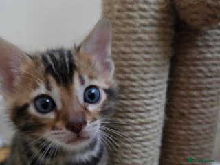 Bengal cats TICA-registered Bengal kitten available, last one! - Advert 1