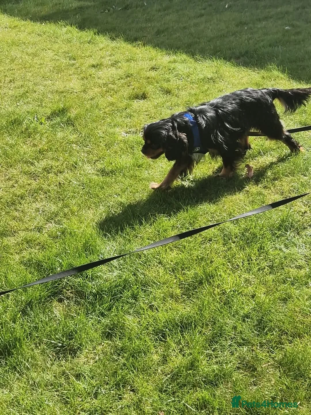 Cavalier King Charles Spaniel dogs for sale: X2 caviler king charles brothers - Advert 2