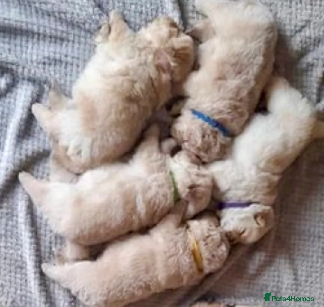 Chow Chow dogs for stud: SUMO- lilac, chocolate, rainbow producer in Cheltenham - Advert 12