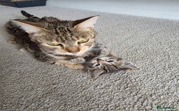 Bengal cats for sale: 2 Gorgeous Bengal x Short Hair kittens for sale - Image 14