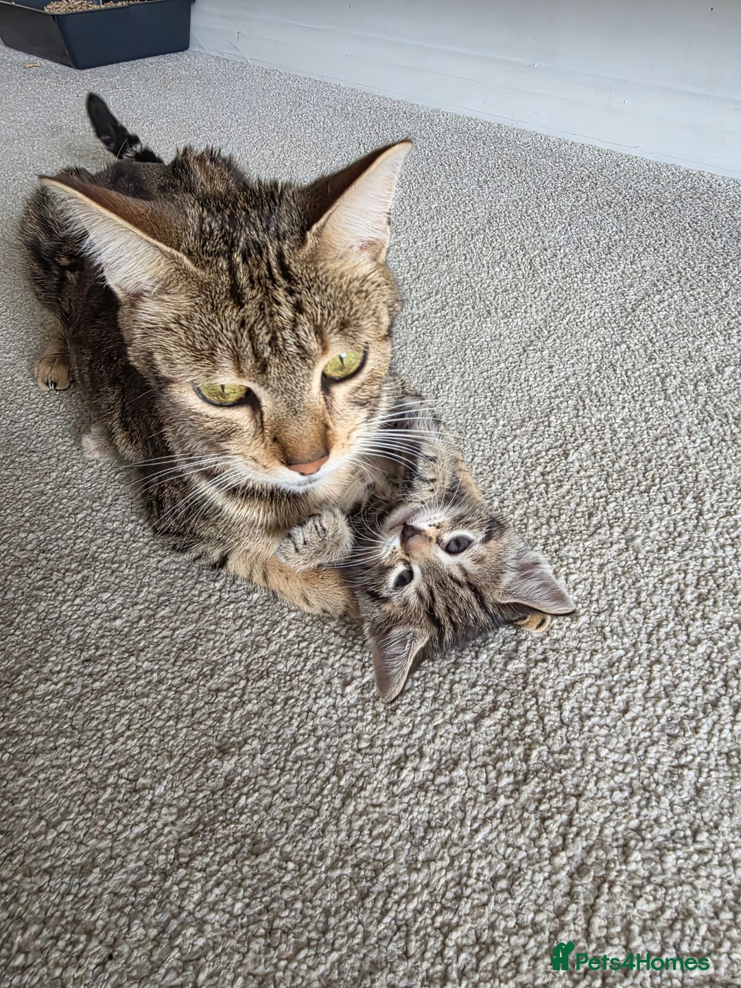 Bengal cats for sale: 2 Gorgeous Bengal x Short Hair kittens for sale - Image 14