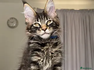 Maine Coon cats ACTIVE GCCF MAINE COON KITTENS 🐾❤️ - Advert 1