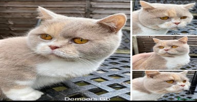 British Shorthair cats - Advert 12