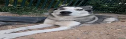 Alaskan Malamute dogs for sale: Diesel for rehoming  - Advert 2