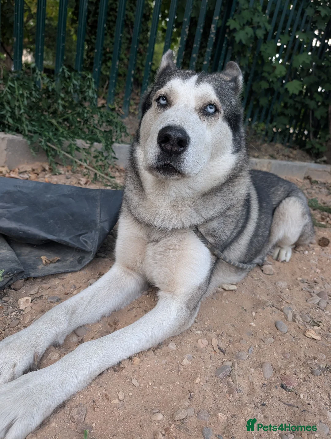Alaskan Malamute dogs for sale: Diesel for rehoming  - Advert 2